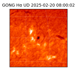 gong - 2025-02-20T08:00:02