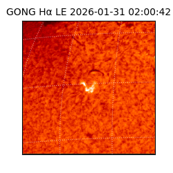 gong - 2026-01-31T02:00:42