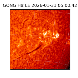 gong - 2026-01-31T05:00:42