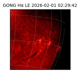 gong - 2026-02-01T02:29:42