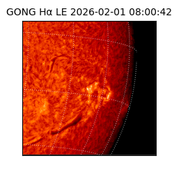 gong - 2026-02-01T08:00:42