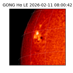 gong - 2026-02-11T08:00:42
